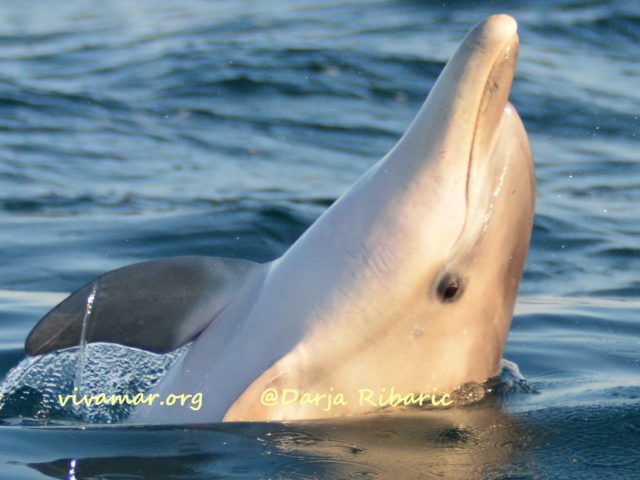 volunteer eco travel dolphin conservation