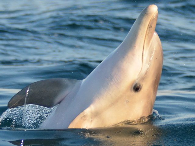 volunteer ecotravel dolphin conservation
