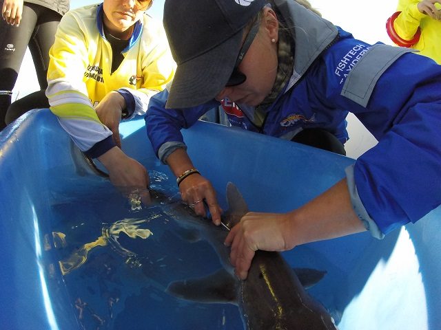 Volunteereco.org shark conservation volunteer; shark tagging