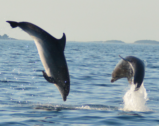 Volunteereco.org volunteer for dolphin conservation