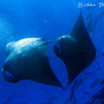 www.volunteereco.org Volunteer for Marine Conservation Indonesia_beautiful mantas