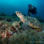 www.volunteereco.org Volunteer for Marine Mega fauna Indonesia sea turtle conservation