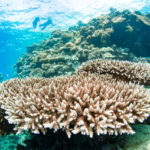 www.volunteereco.org Volunteer-for-a-Great-Barrier-Reef_Snorkelling_beautiful corals