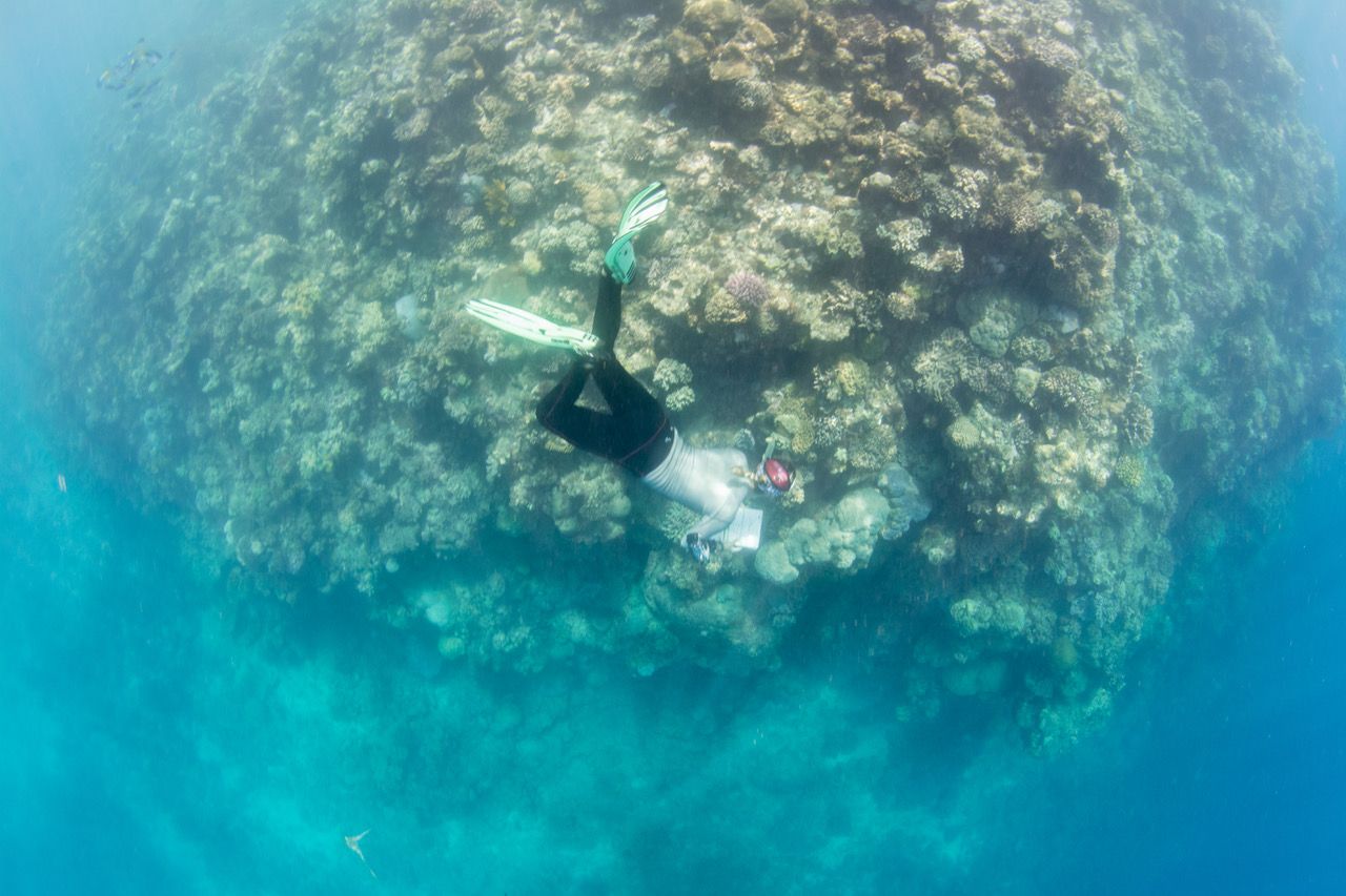 www.volunteereco.org Volunteer-for-a-Great-Barrier-Reef_Snorkeling enjoying while snorkeling