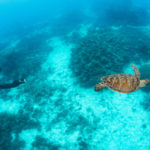 www.volunteereco.org Volunteer-for-a-Great-Barrier-Reef_Snorkeling_filming a turtle