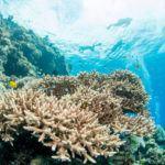 www.volunteereco.org Volunteer-for-a-Great-Barrier-Reef_Snorkeling_beautiful reef