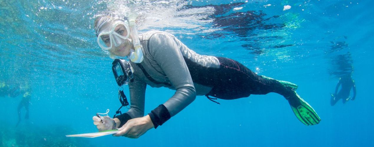www.volunteereco.org Australia marine volunteer snorkeling survey slider