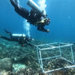www.volunteereco.org Volunteer - dive for sharks, rays, turtles Sulawesi_volunteer divers