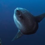 www.volunteereco.org Volunteer - dive for sharks, rays, turtles Sulawesi SUN FISH