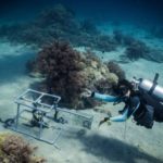 Volunteer - dive for sharks, rays, turtles Sulawesi