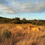 www.volunteereco.org volunteer-for-big-five-conservation Sunset with amazing lions