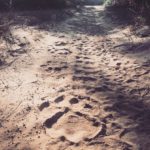 www.volunteereco.org volunteer-for-big-five-conservation_ Lion Footprint