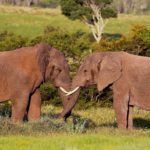 www.volunteereco.org volunteer-for-big-five-conservation Elephant bacehlors' behaviour