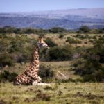 www.volunteereco.org volunteer-for-big-five-conservation an elegant Giraffe