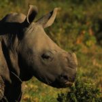 www.volunteereco.org volunteer-for-big-five-conservation South African Rhino Baby
