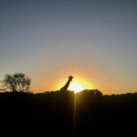 www.volunteereco.org volunteer-for-big-five-conservation Giraffe in the Sunset