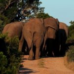 www.volunteereco.org volunteer-for-big-five-conservation mighty Elephants